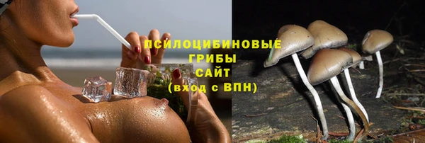 прущие грибы Михайловка