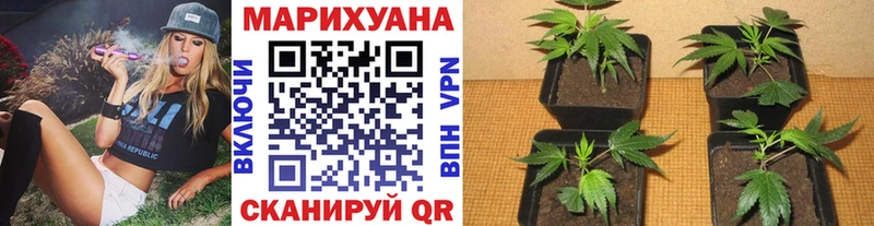 Канабис план  Котельнич 